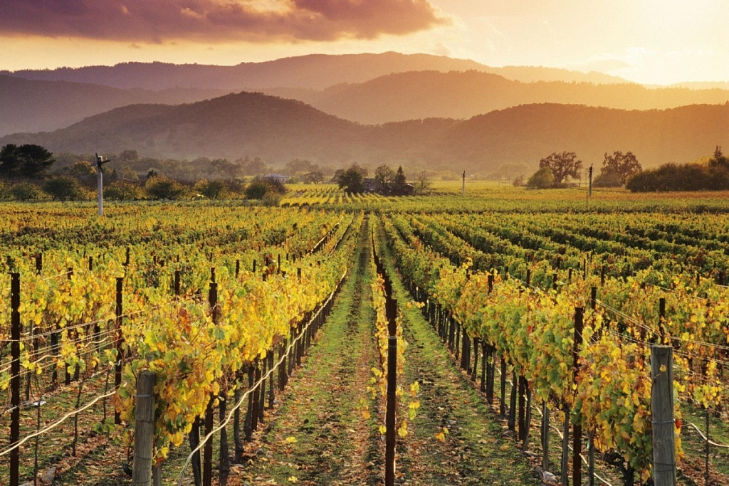 Vinhedos na Toscana