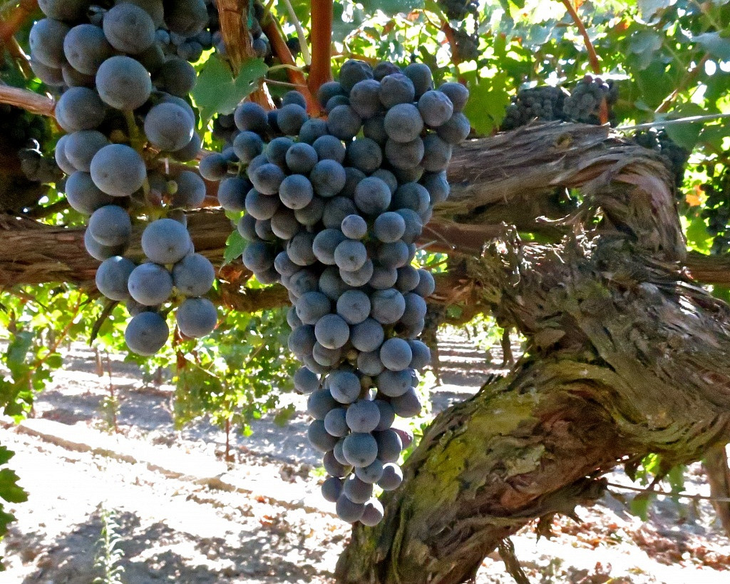 Cabernet Sauvignon