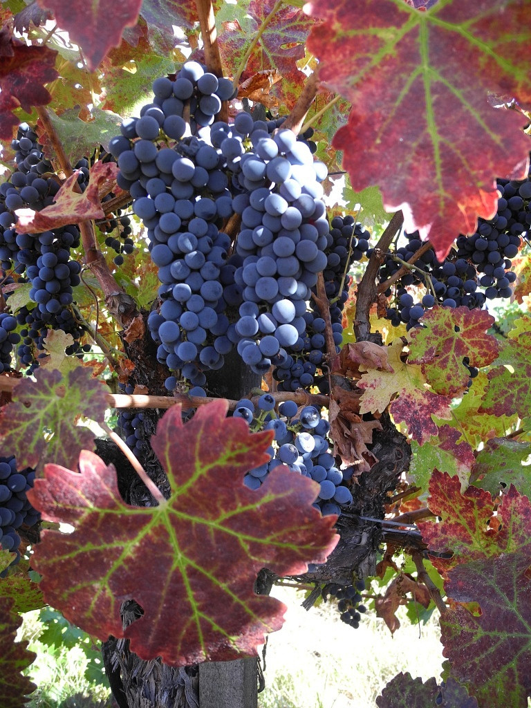 Cabernet Sauvignon