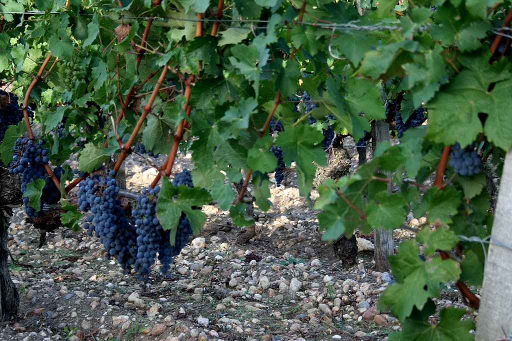 Vinhedos de Cabernet Sauvignon no Chateau Smith Haut Lafitte