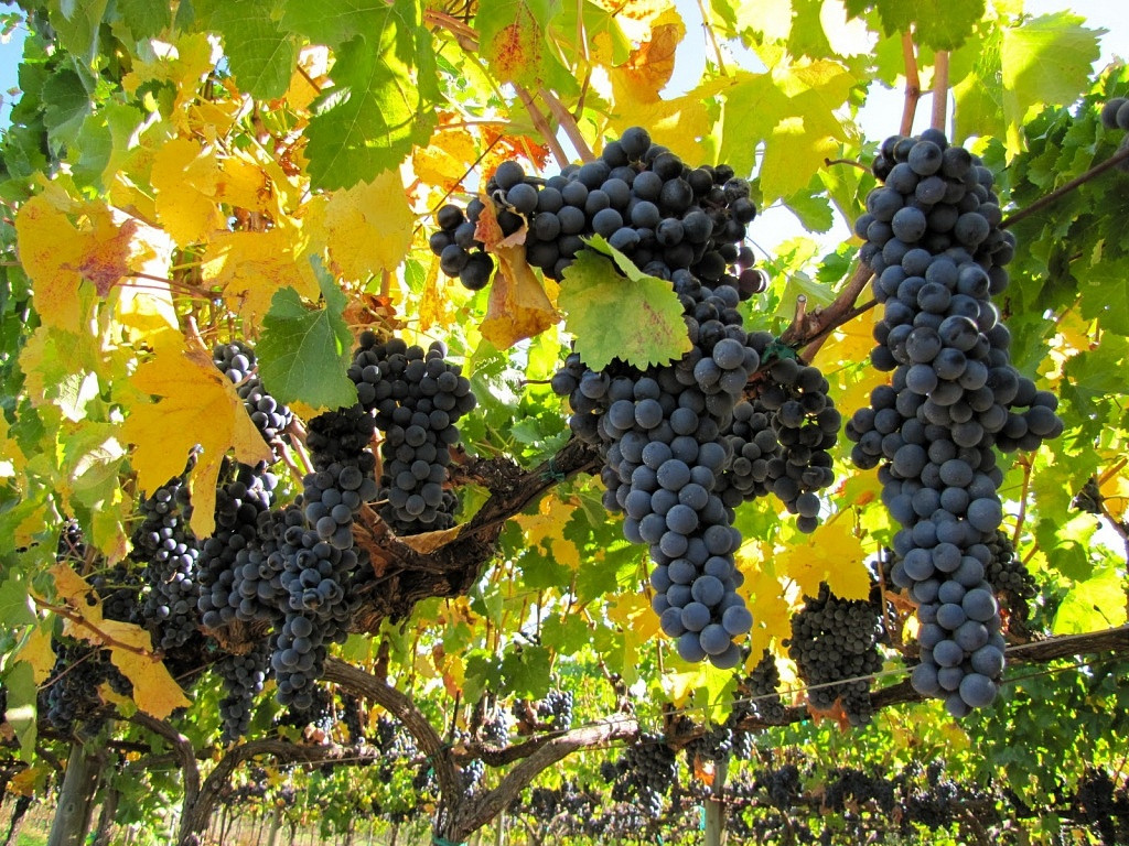 Vinhedos de Cabernet Sauvignon