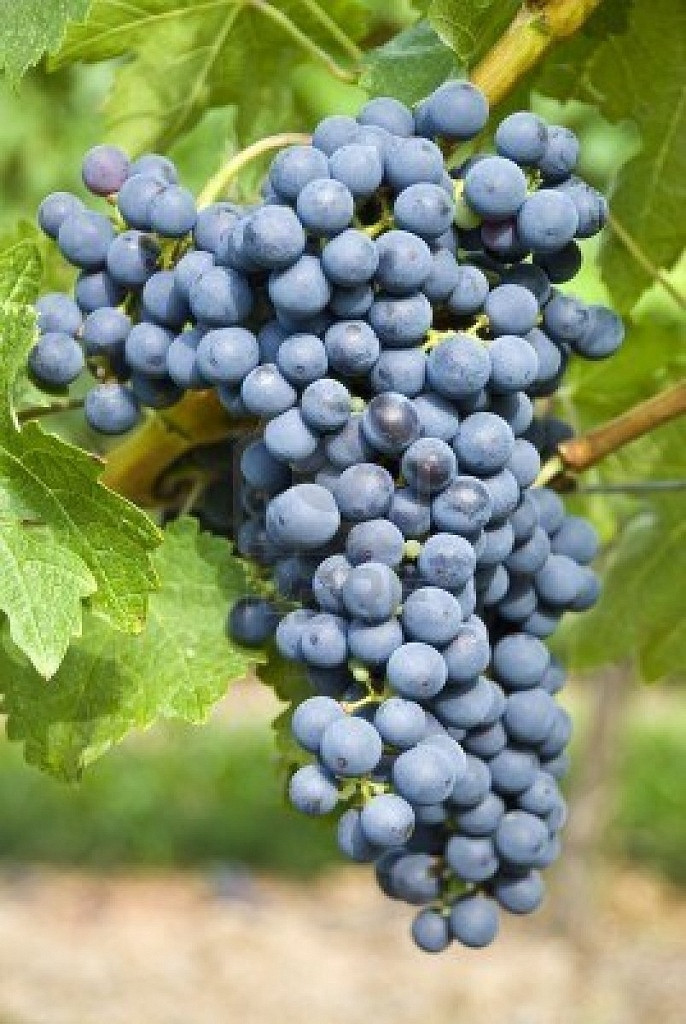 Cabernet Sauvignon