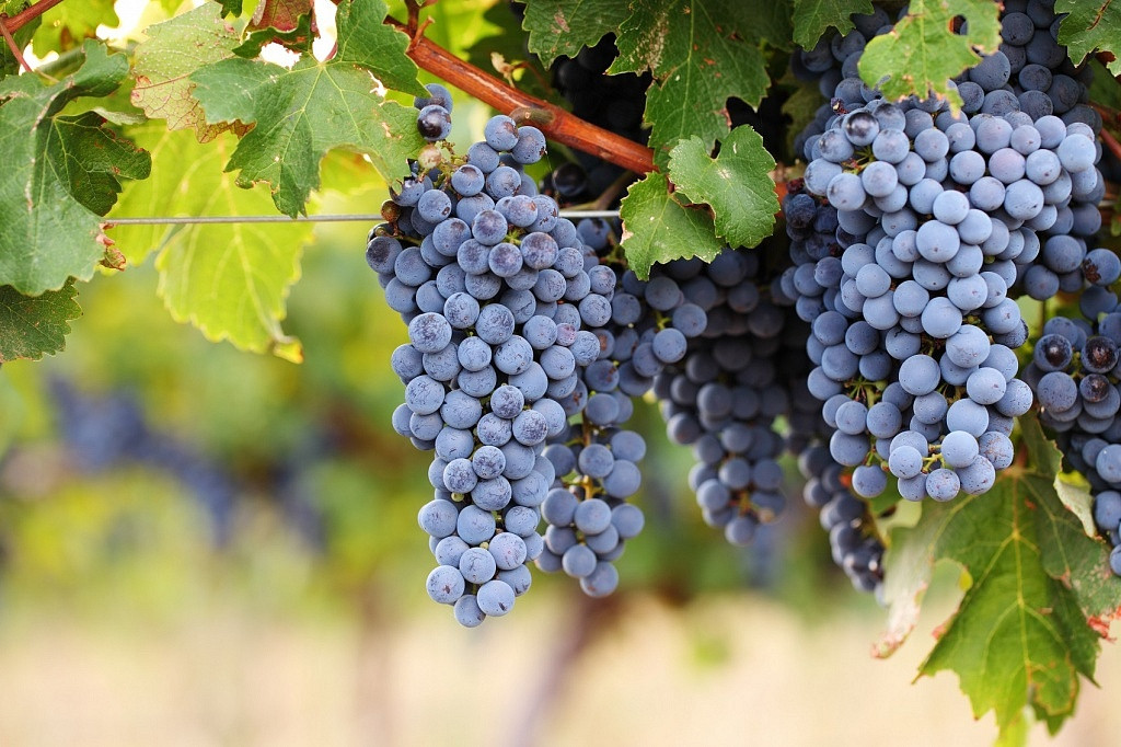 Ruby Cabernet