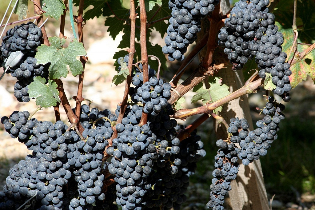 Cabernet Sauvignon