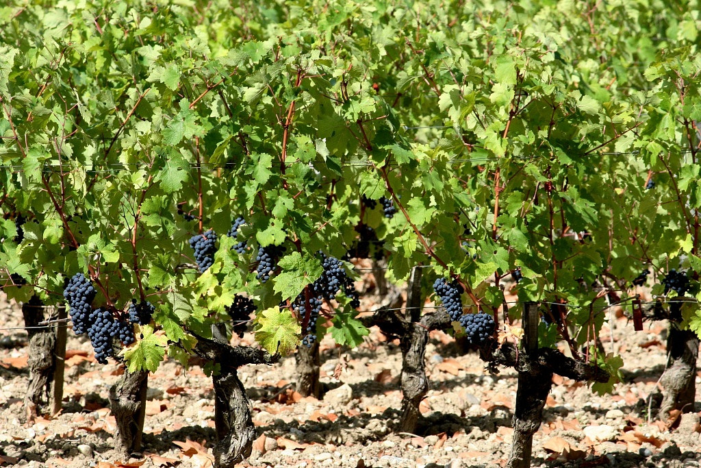 Vinhedos de Cabernet Sauvignon no Chateau Margaux