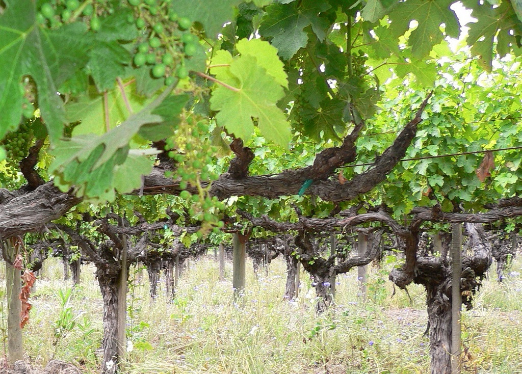 Vinhedos de Cabernet Sauvignon