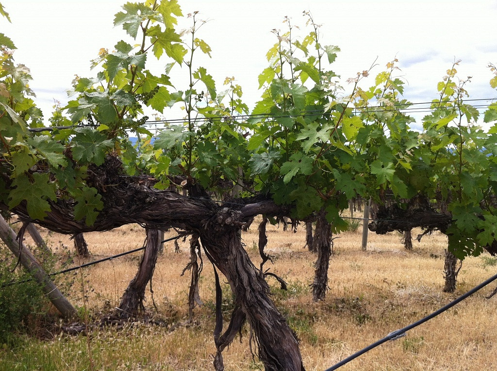 Vinhedos de Cabernet Sauvignon