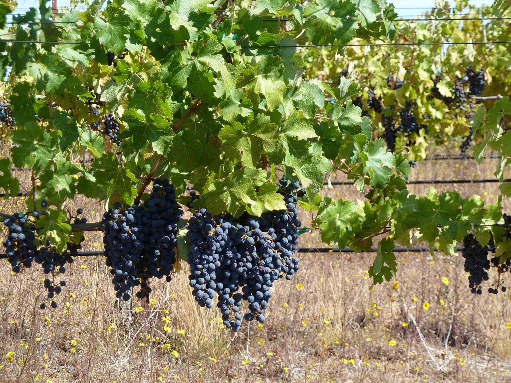 Vinhedos de Cabernet Sauvignon