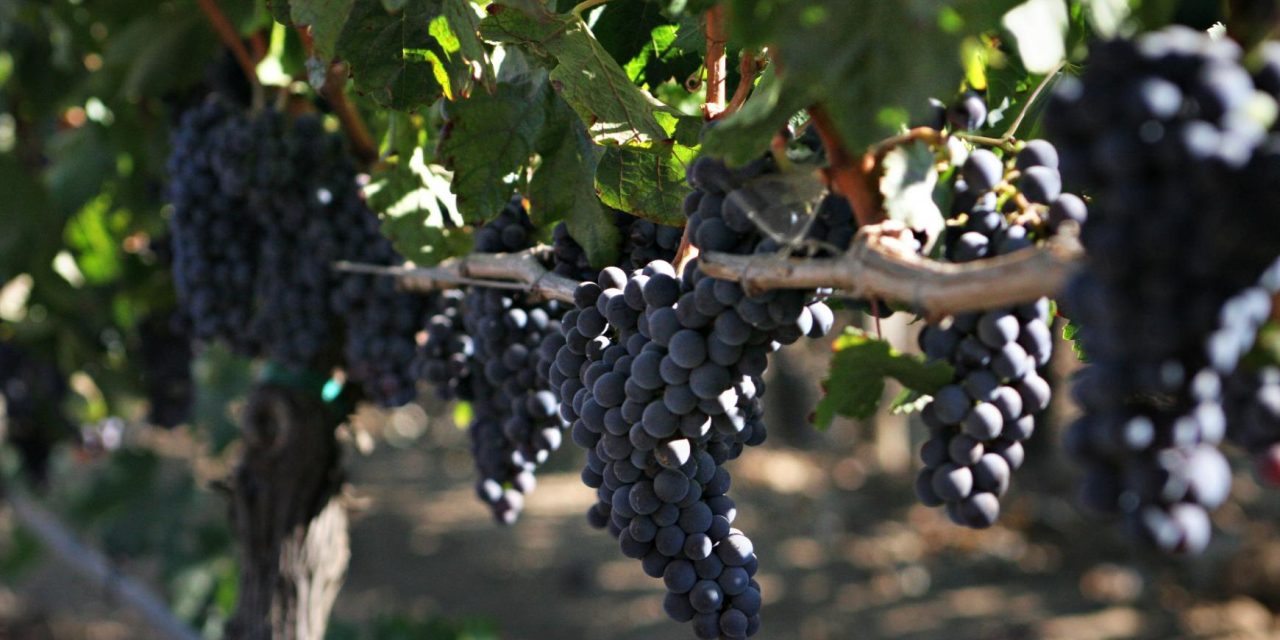 Pinot Noir: a mais branca das uvas tintas