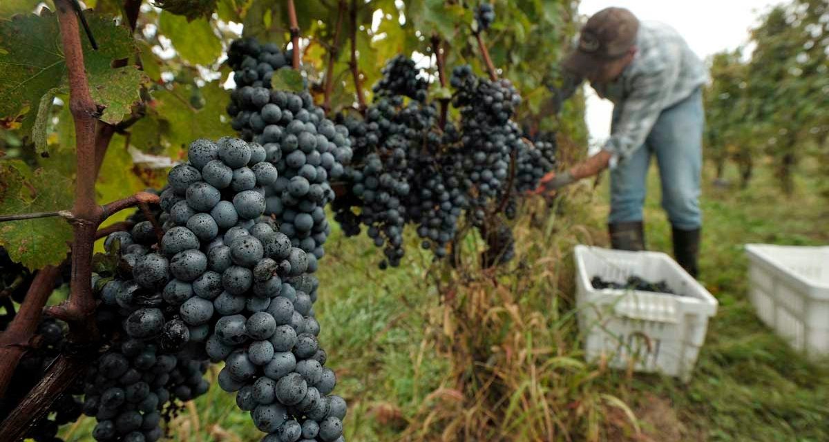 Casa Valduga ensina hóspede a colher uvas e elaborar vinho durante vindima