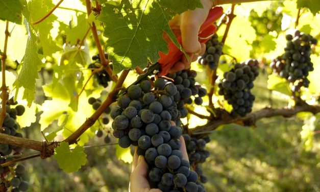 Vindima no Vale dos Vinhedos: trabalho, dedicação e alegria na colheita da uva