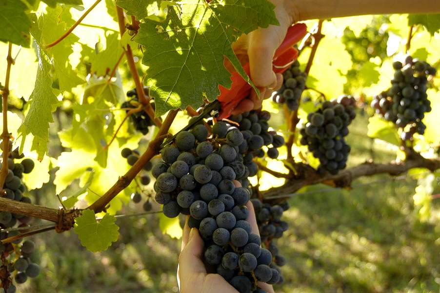 Vindima no Vale dos Vinhedos: trabalho, dedicação e alegria na colheita da uva