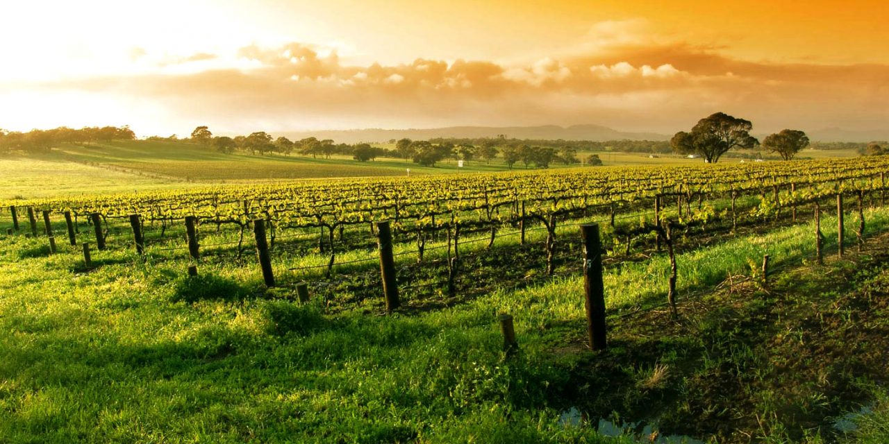 A Califórnia e os vinhos que incomodaram os franceses