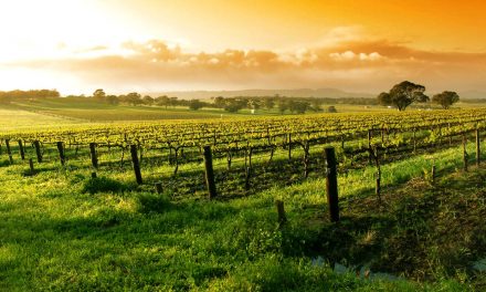 A Califórnia e os vinhos que incomodaram os franceses