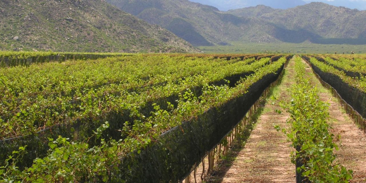Os vinhos amadeirados de Rioja