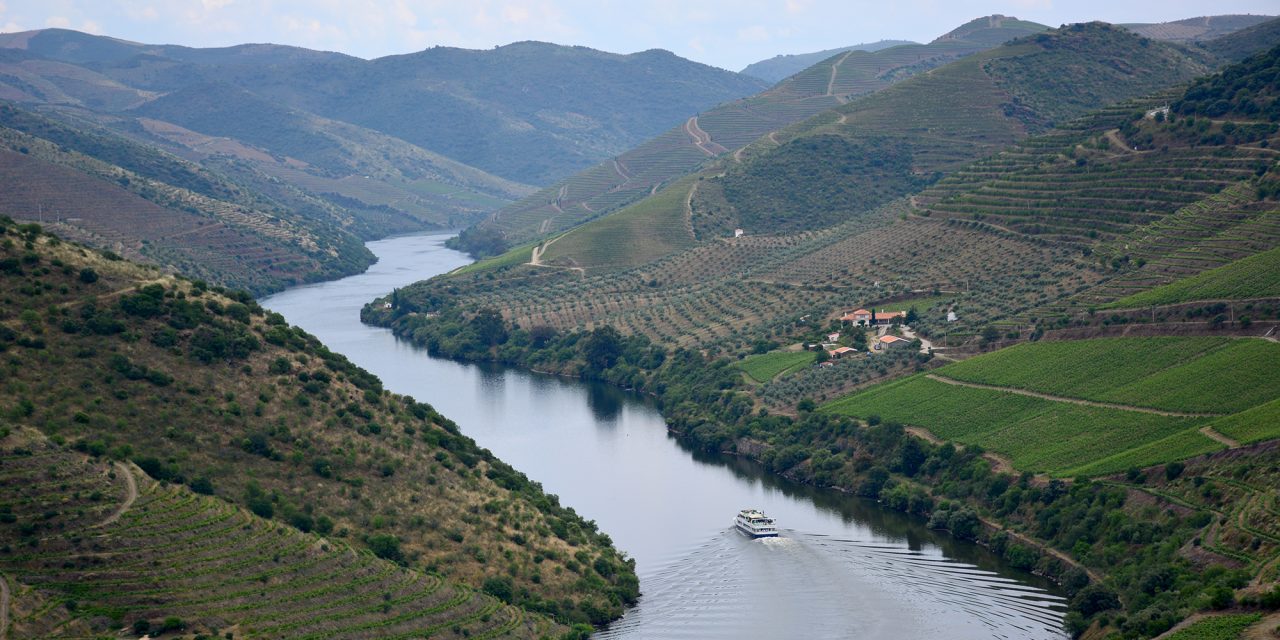 Vinhos e azeites no Douro: quatro dias na DOP mais antiga do mundo