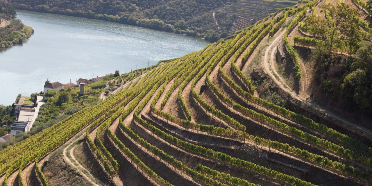 Real Companhia Velha convida para “Harvest Experience” no Douro