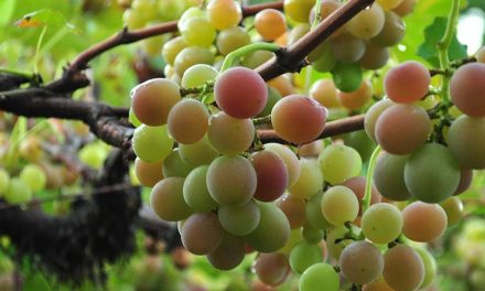 Colheita da uva promete aquecer o enoturismo em Santa Catarina