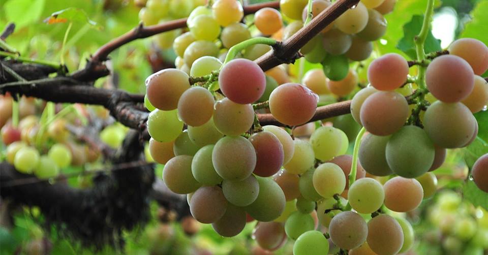 Colheita da uva promete aquecer o enoturismo em Santa Catarina