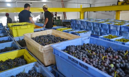 Cooperativa Vinícola Garibaldi deve receber 25 milhões de quilos de uva na safra 2019/2020