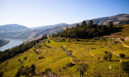 Quinta das Carvalhas (Douro) distinguida nos prémios ‘Best of Wine Tourism 2022’