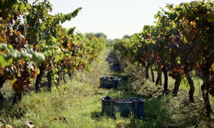 Bairrada mantém nível de produção na vindima 2022 e aumenta certificação de vinhos em 10%